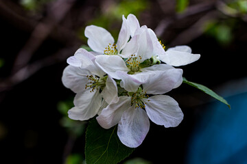 apple tree blossom
