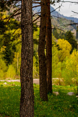 Fototapeta premium trees in autumn