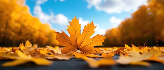 Crisp autumn day with leaves swirling in the wind, cool weather, fall colors