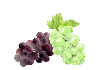 水彩で描いた二種類の葡萄のイラスト【手描き】白バック コピースペースあり