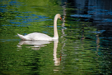 Eleganter Schwan mit langer Spiegelung in grünem Wasser