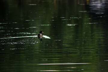 duck in the water