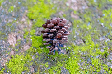 A pinecone on beautiful greenery.