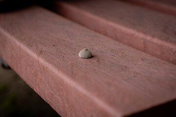A small chestnut on a chair.