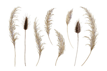 Watercolor Dried Pampas Grass and Bunny Tails