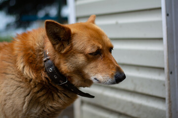 ginger dog in sad mood