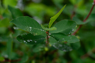 close up of leaves with raindrops