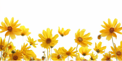 Field of yellow dandelion flowers with green leaves isolated on white background Flower border of yellow dandelions
