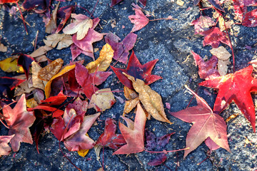 red autumn leaves on the ground