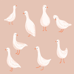 Set of adorable white geese illustrations. Vector hand drawn domestic animals.
