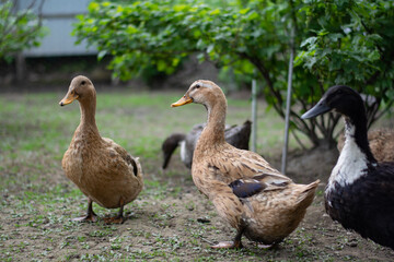 Obraz premium family of ducks on the grass in summer