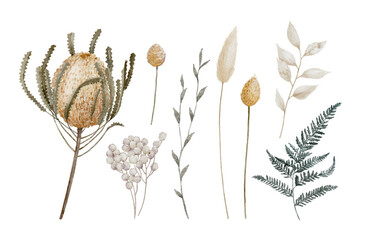 Watercolor Dried Floral Elements Banksia, Bunny Tails, Fern and other Flower