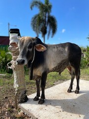 Animal sacrifice cow in the yard. Eid al adha, eid qurban slaughter