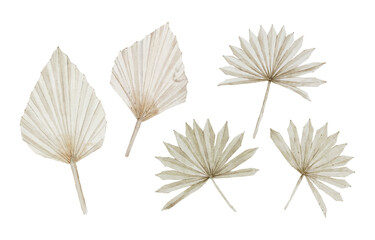 Watercolor Dried Palm Leaves Elements