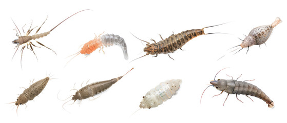 Set of isolated, silent silverfish and firebrats on transparent background. elements, themed designs. Top view high quality PNG." design elements, top view / flat lay.	
