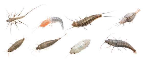 Set of isolated, silent silverfish and firebrats on transparent background. elements, themed designs. Top view high quality PNG." design elements, top view / flat lay.	
