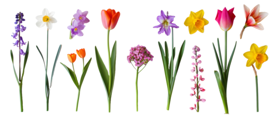 Set of isolated, tulips on transparent background. elements, themed designs. Top view high quality PNG." design elements, top view / flat lay.	
