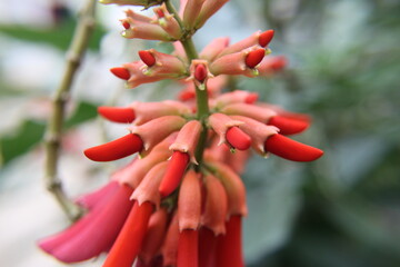 red and yellow flower