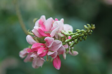 close up of pink flower