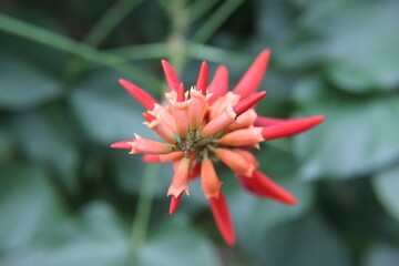 red and yellow flower
