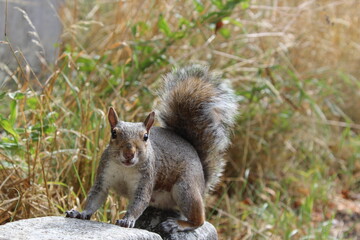 squirrel in the park