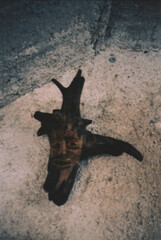 Piece of Wood with Human Features Attached to the Wall of an Old Mountain House in the Julian Alps. Clabuzzaro, Udine Province, Valli del Natisone, Italy-Slovenia Border. Film Photography