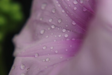 water drops on pink flower