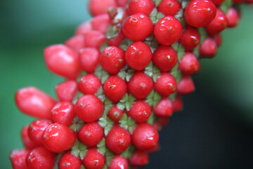 red currant berries