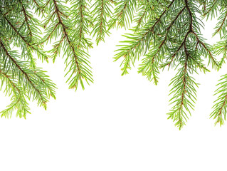 Obraz premium Horizontal green pine branch border creating a frame along the top on a white background. PNG transparent.