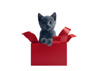 Gray kitten sitting in a red Christmas gift box with a large ribbon on a white background.  PNG transparent.
