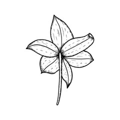 Hand drawn lily bud. Vector illustration