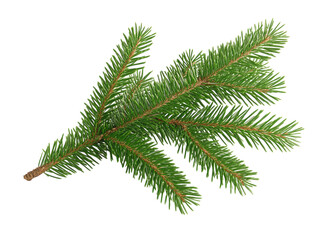 Close-up of a green pine branch with needles on a white background.  PNG transparent.