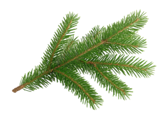 Close-up of a green pine branch with needles on a white background.  PNG transparent.