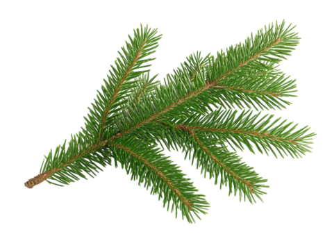 Close-up of a green pine branch with needles on a white background.  PNG transparent.