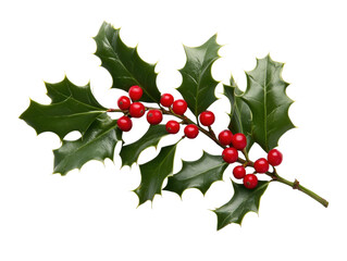 Close-up of holly leaves with red berries on a white background.  PNG transparent.