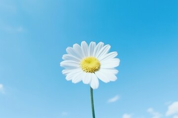 Small daisy flower sky outdoors blossom.