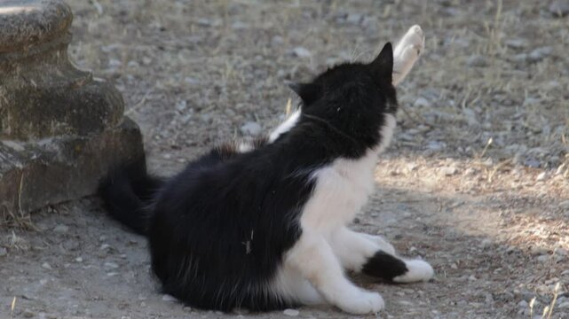 chat noir et blanc en train de se laver