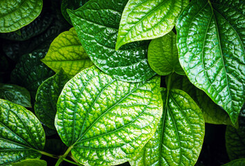 Top view of Betel leaves background, green Betel  leaf texture