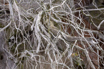 Old dry tree roots closeup high quality picture for download. 