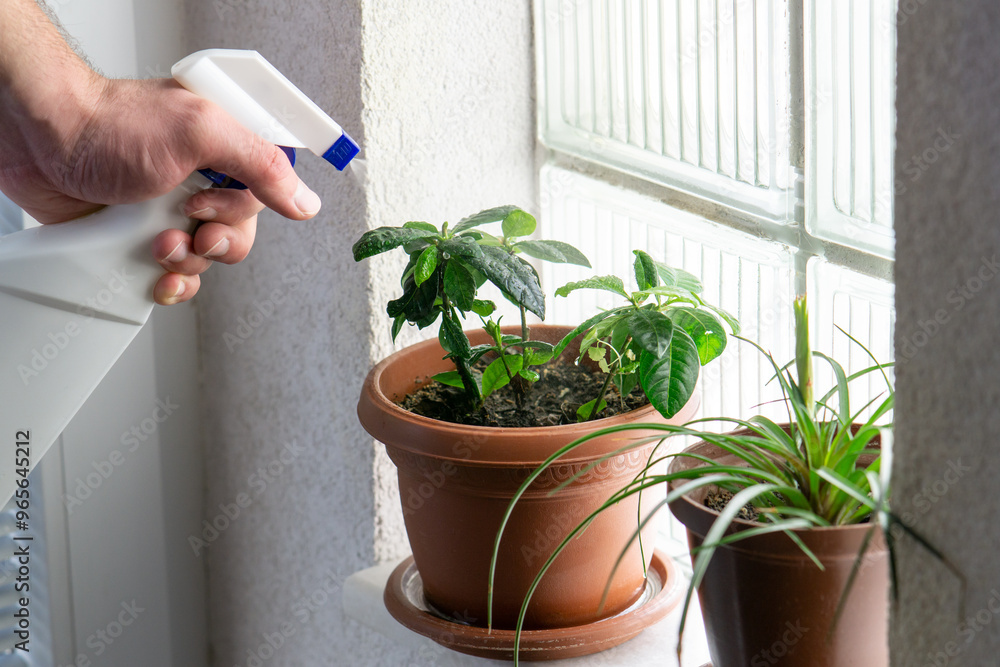 Wall mural male hand spraying houseplant next to glass block window