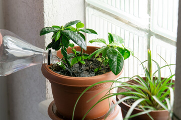 Male hand watering houseplant next to glass block window