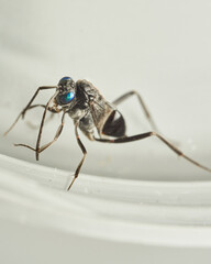 A Cockroach Parasitic Wasp on a white background Evania Appendigaster