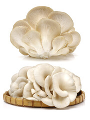 oyster mushroom on white background