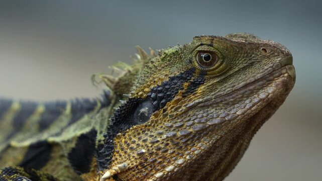 Close up shot capturing the details of a wild Australian water dragon, intellagama lesueurii basking on the roadside in the park.