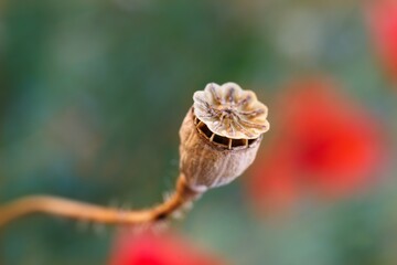 wallpaper with dried poppy plants and seeds. The theme of autumn is dry plants and spices used in food. High quality photo beautiful poppy boxes filled with seeds and spilled out on a wooden table