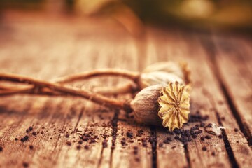 wallpaper with dried poppy plants and seeds. The theme of autumn is dry plants and spices used in food. High quality photo beautiful poppy boxes filled with seeds and spilled out on a wooden table