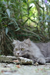  Grey cat with green eyes peeking from lush foliage.
