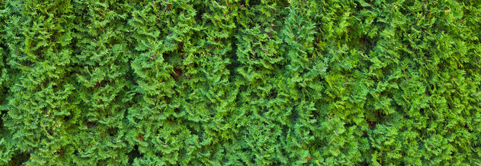 A beautiful hedge of thuja trees. Panoramic view of a thuja hedge. Seamless texture of green natural background. Thuja texture.