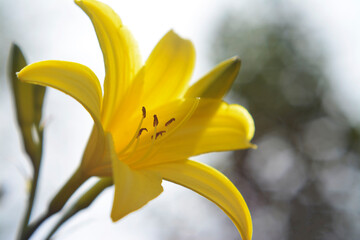 close up of yellow flower
