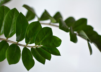 green leaves on white background